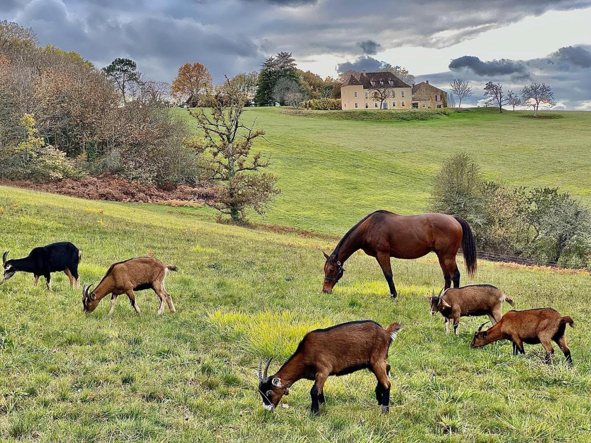 Domaine De Cazal - Gite 2 Pers Avec Piscine Au Coeur De 26 Hectares De Nature Preservee Vila Saint-Cyprien  Exterior foto